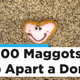 Illustration for article titled Send This Video of Maggots Eating a Heart-Shaped Donut to Your Love